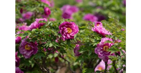 CGTN: Blooming 'flower economy' - Heze's peony industry boosts development, cultural exchanges