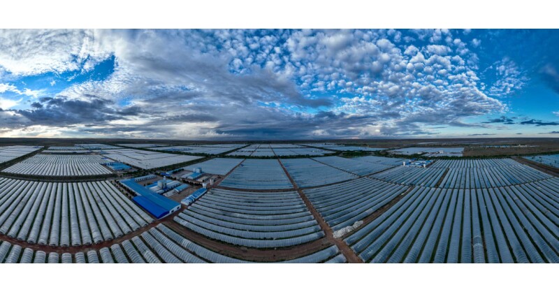 Chinese Spirulina Industry Expands Global Reach, Promoting Health and Nutrition Benefits