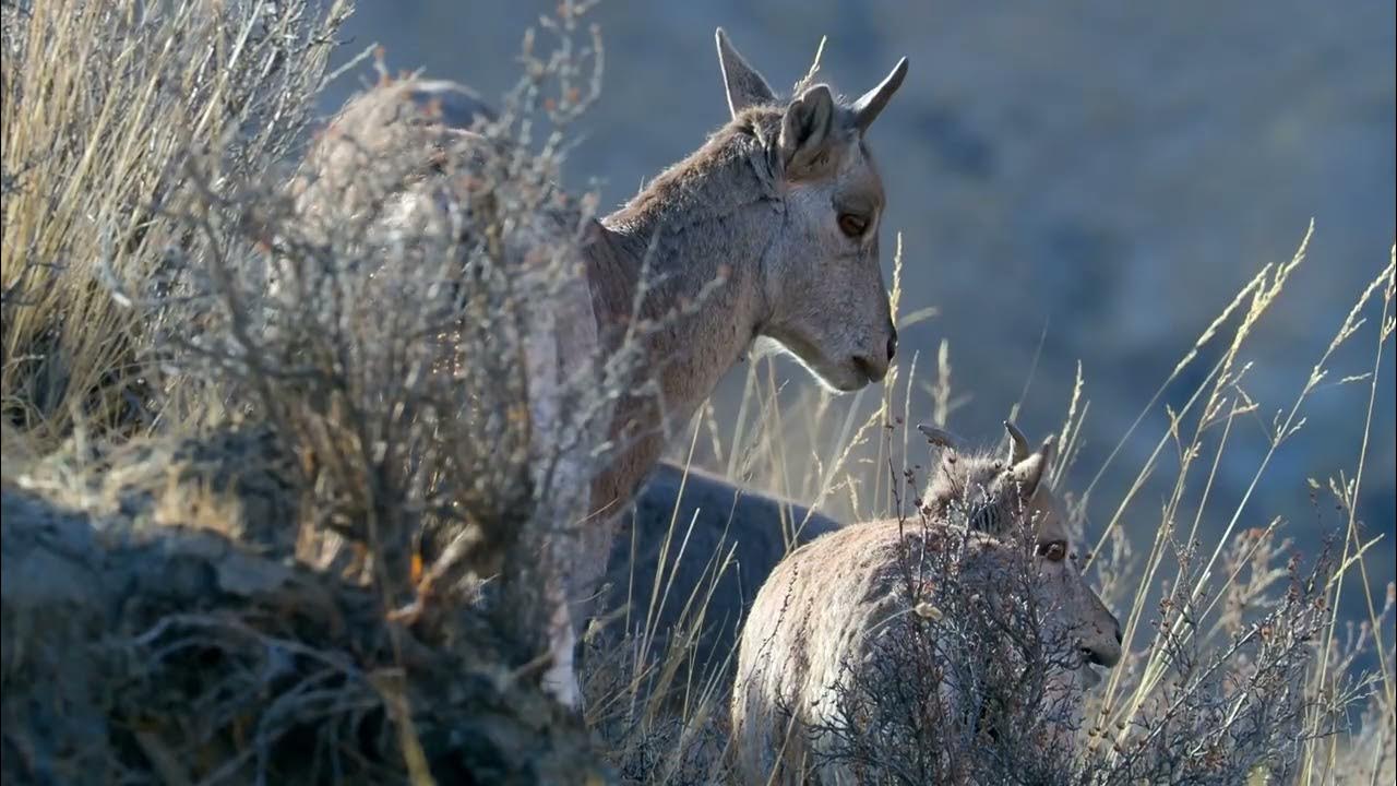 Documentary The cradle of nature: the ecological code in the footsteps of snow leopards