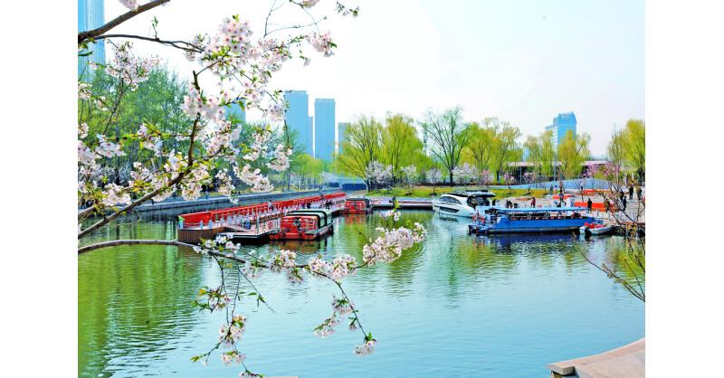From Old Channel to New Garden: How Chaoyang’s "Sakura River" is Dazzling Spring