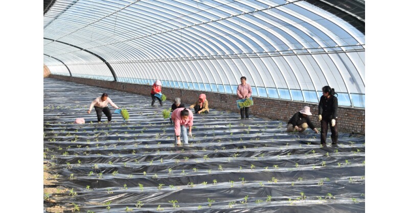 From Coal Mining to Agriculture: An Ecological Initiative at a Chinese Coal Mine